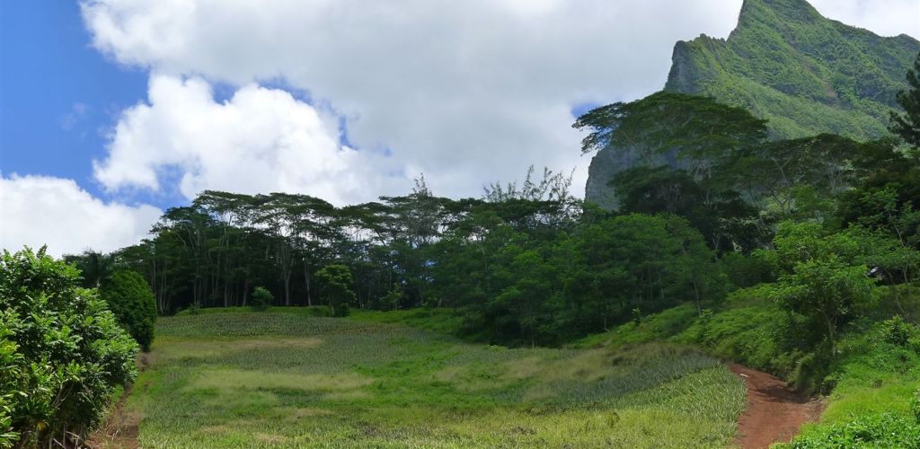 Ausflug Safari im Geländewagen Moorea - Berge - Tahiti