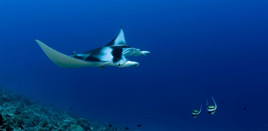 Ausflug Lagunensafari mit Haien und Rochen - Unterwasserwelt - Tahiti