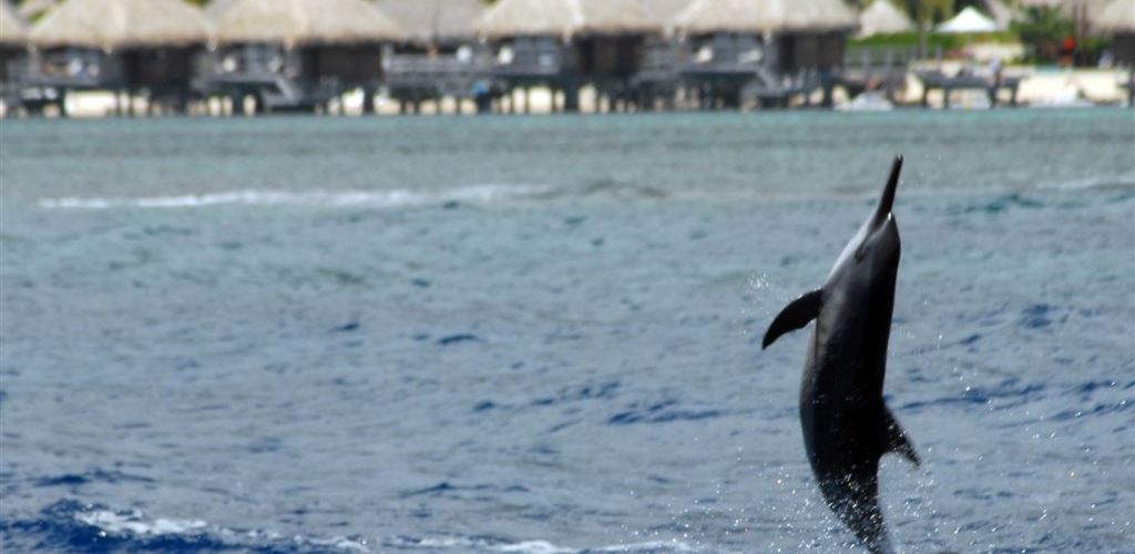 Ausflug Beobachtung von Delfinen und Walen Moorea - Delfin - Tahiti