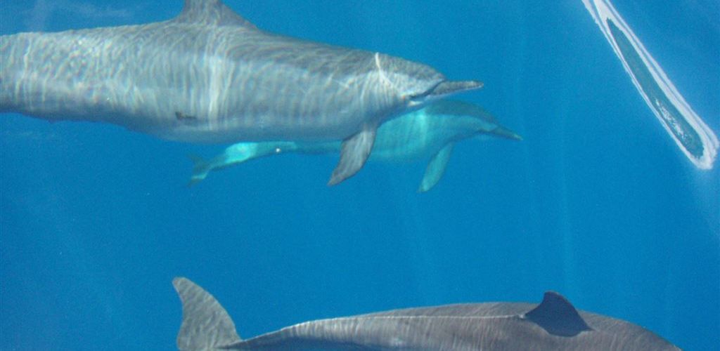 Ausflug Beobachtung von Delfinen und Walen Moorea - Delfinschwarm - Tahiti