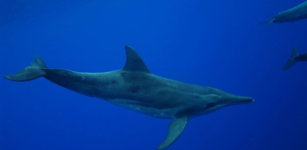 Ausflug Beobachtung von Delfinen und Walen Moorea - Grossfisch - Tahiti