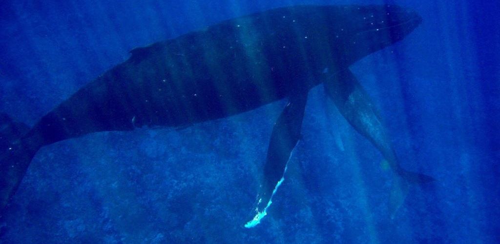 Ausflug Beobachtung von Delfinen und Walen Moorea - Wal - Tahiti