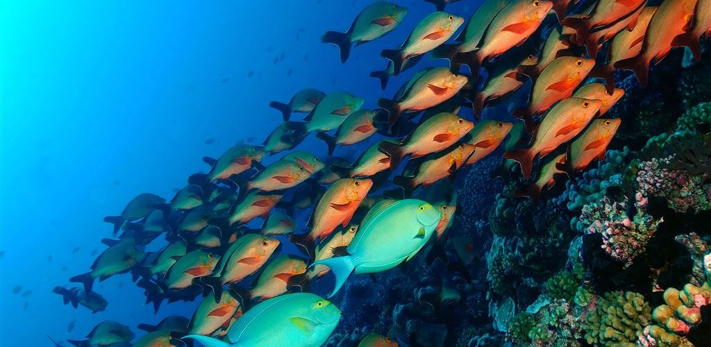 Tauchen Tahiti - Lagune - Tahiti