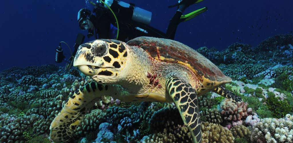 Tauchen Tahiti - Schildkröte - Tahiti