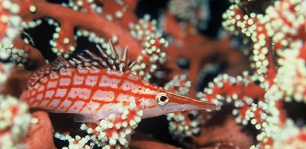 Ausflug Tauchen & Schnorcheln Ile des Pins - Fische - Neukaledonien