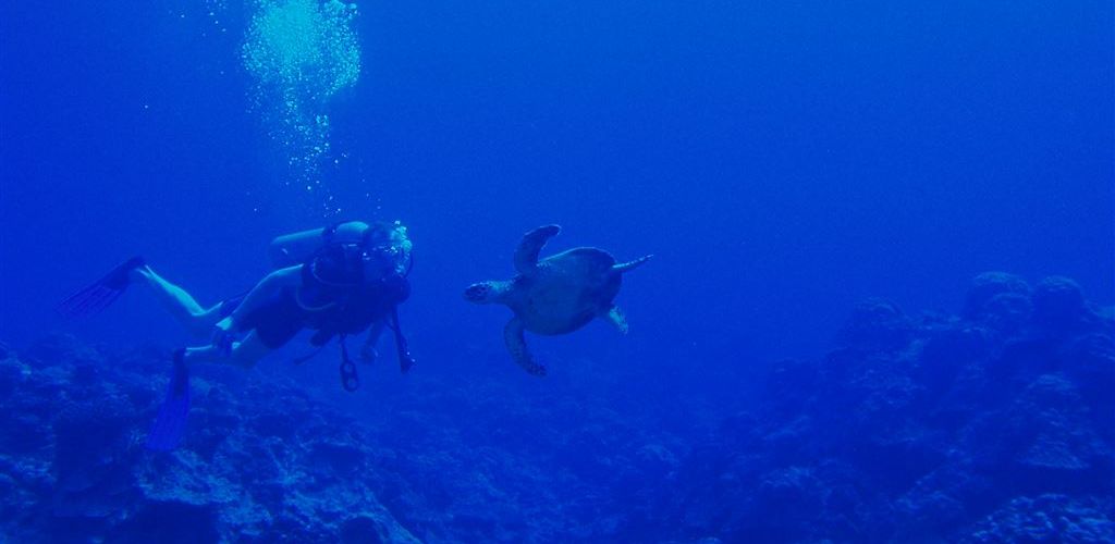 Ausflug Pacific Divers Rarotonga - Taucher und Schildkröte - Cook Inseln
