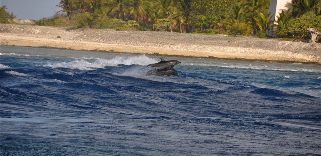 Ausflug Schnorcheln am Tiputa Pass - Lagune Rangiroa - Tahiti