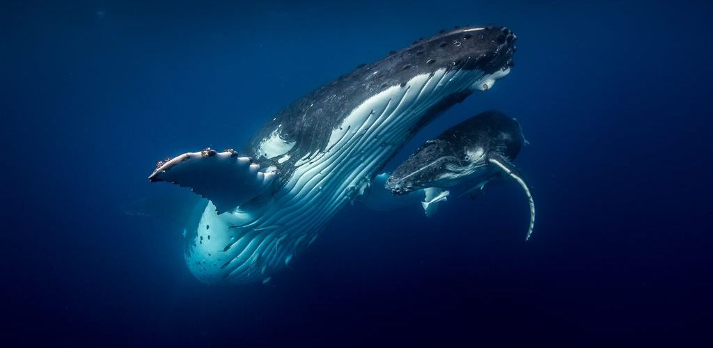 Tonga Schwimmen mit Walen - Wal - Tonga