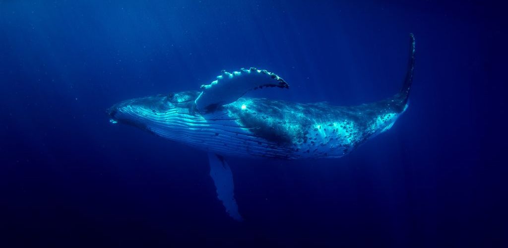 Tonga Schwimmen mit Walen - Wal - Tonga