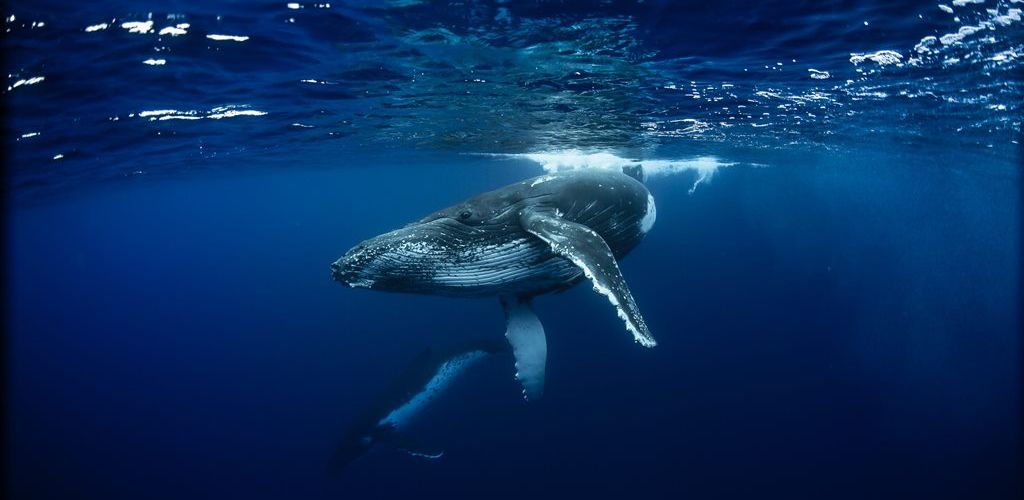 Tonga Schwimmen mit Walen - Wal - Tonga