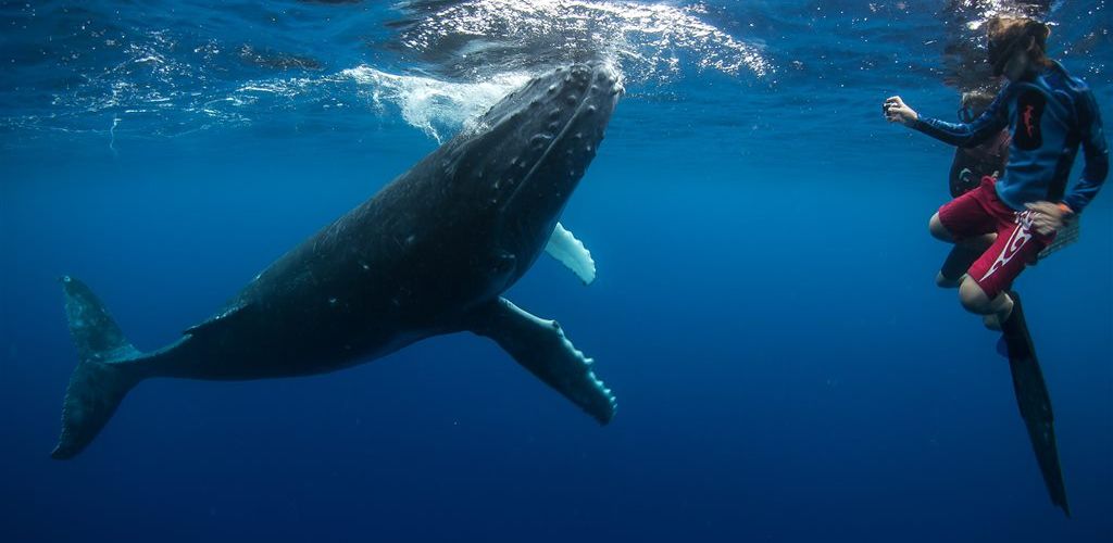 Tonga Schwimmen mit Walen - Wal - Tonga