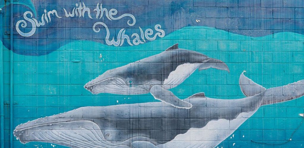 Kreuzfahrt MS Island Sky - Schwimmen mit Walen - Tonga