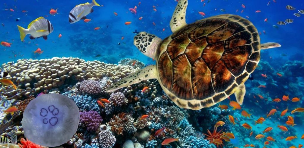 Kreuzfahrt Panorama II. - Meeresschlidkröte - Französisch Polynesien