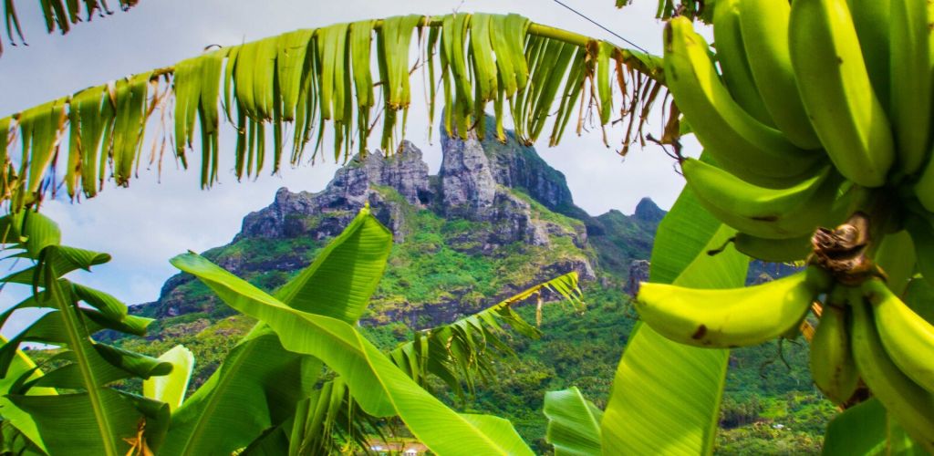 Ausflug Gebirgssafari im Geländewagen Bora Bora - Otemanu - Tahiti