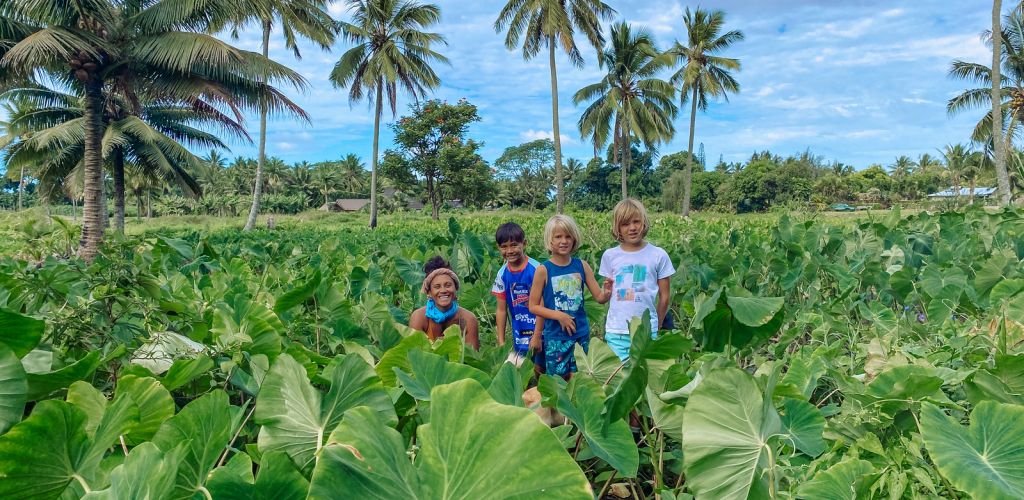 Ausflug Rarotonga Inland Discoveries Walk - Taro Plantage - Cook Inseln
