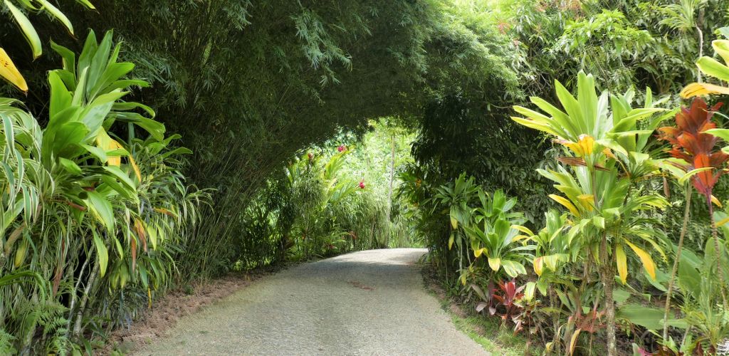 Pension Tupuna Huahine - Garten - Tahiti