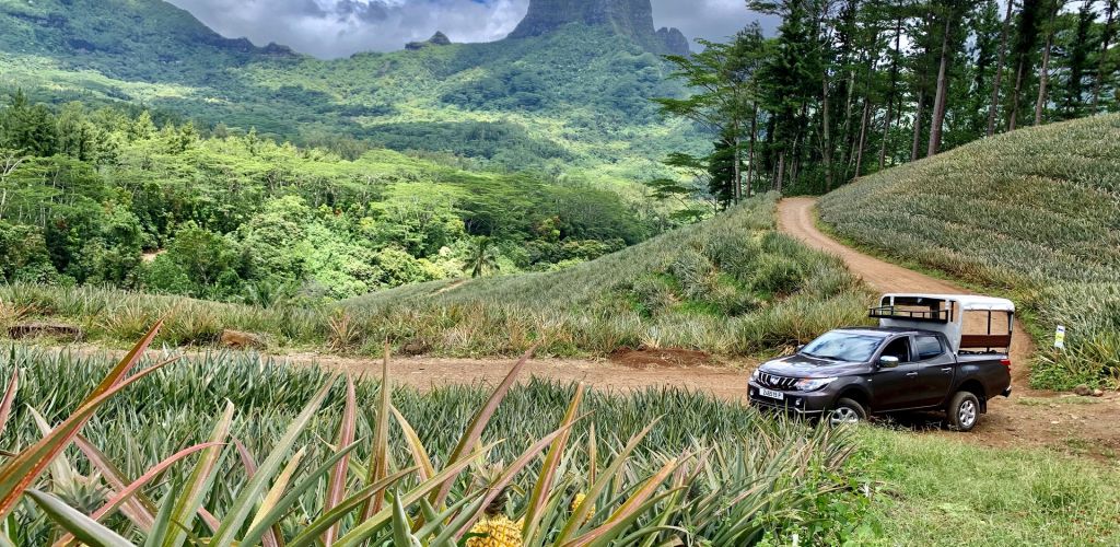 Moorea Ausflug Natur Kultur - Ananasplantage - Tahiti
