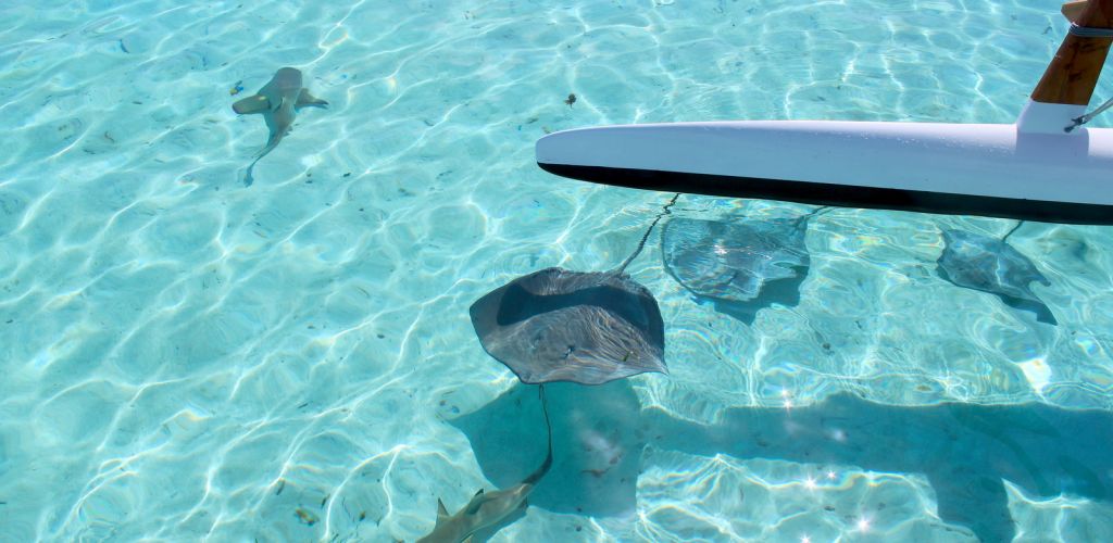 Moorea Ausflug Outrigger Miti Lagunentour - Stachelrochen - Tahiti