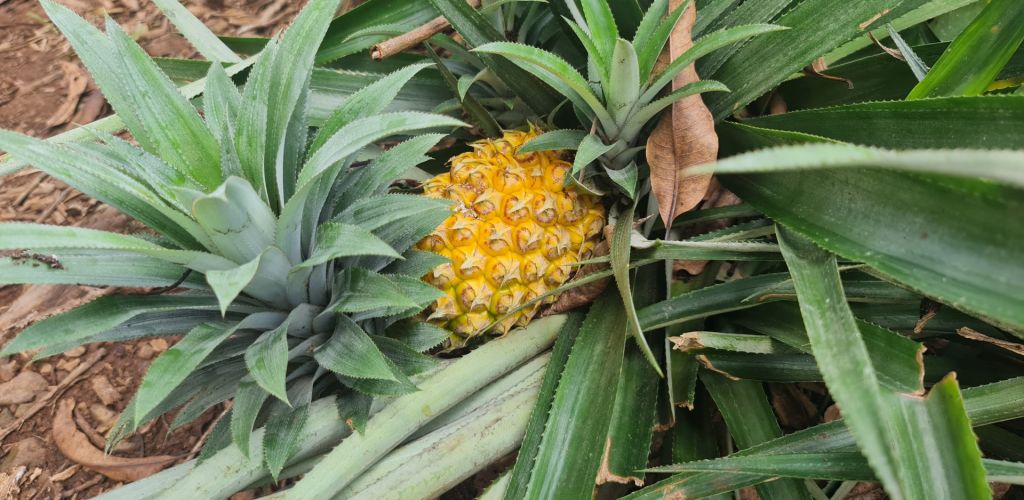 Moorea Ausflug Safari im Geländewagen - Ananas - Tahiti