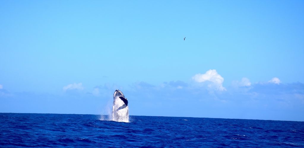 Moorea Ausflug Walbeobachtung - Buckelwal - Tahiti