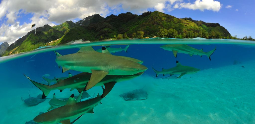 Tahaa Ausflug Arii Lagunentour - Lagune - Tahiti