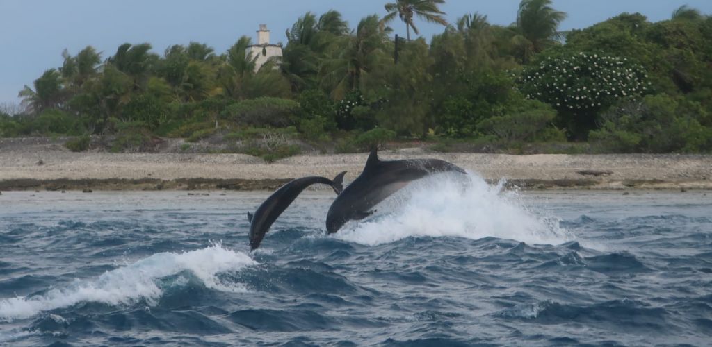 Rangiroa Ausflug Raiora Private Cultural Land Tour - Delfine - Tahiti