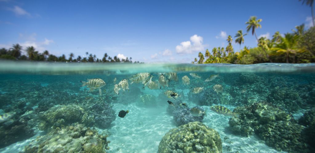 Taha'a Ausflug Land- & Lagunen Tour - Korallengarten - Tahiti