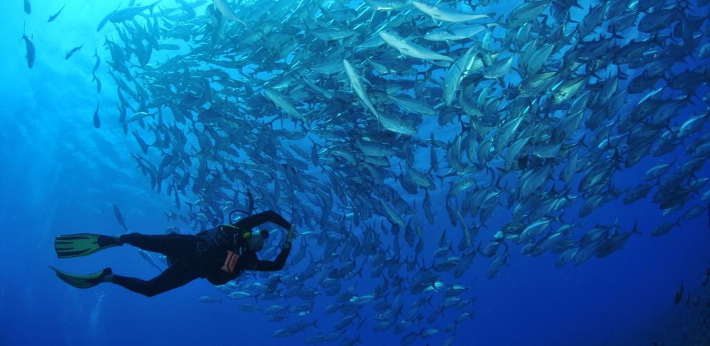 Tauchen Tahiti - Taucher unter Fischschwarm - Tahiti