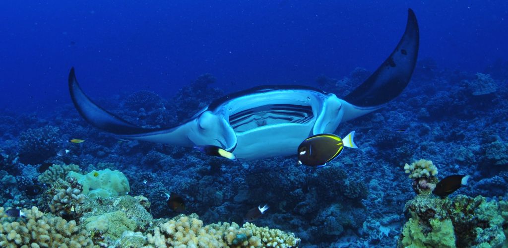 Tauchen Tahiti - Korallenriff - Tahiti