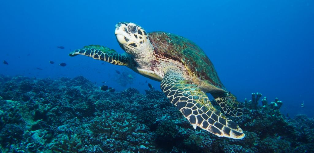 Tauchen Tahiti - Meeresschildkröte - Tahiti