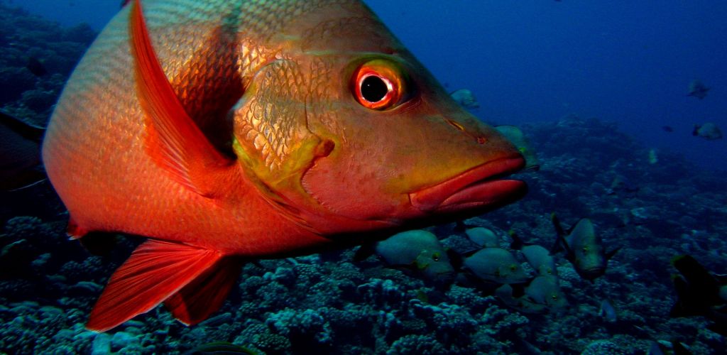 Tauchen Tahiti - Rifffisch - Tahiti