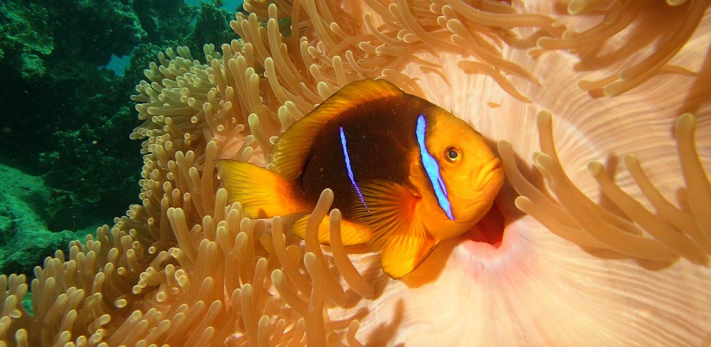 Tauchen Tahiti - Fisch im Korallenriff - Tahiti