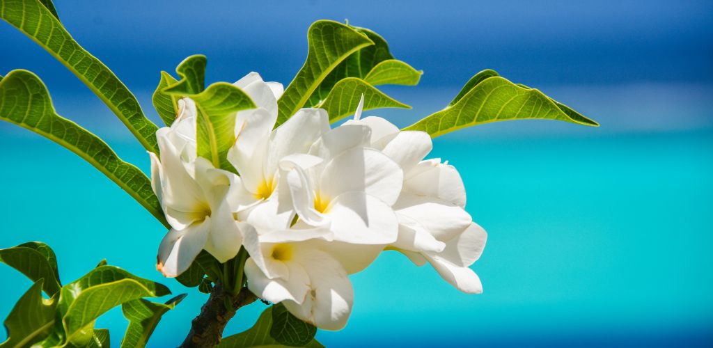 Huahine - Frangipani - Tahiti