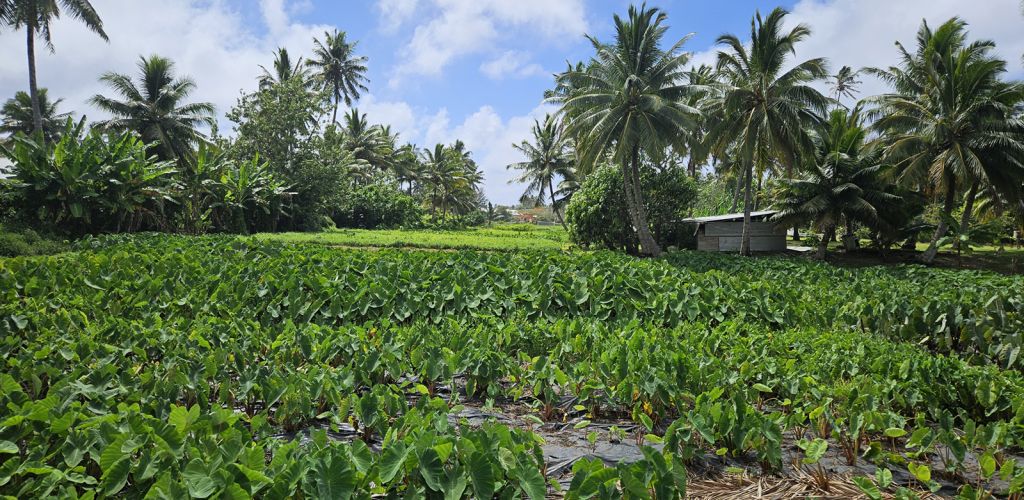 Ausflug Inselrundfahrt Rarotonga - Taro Feld - Cook Inseln