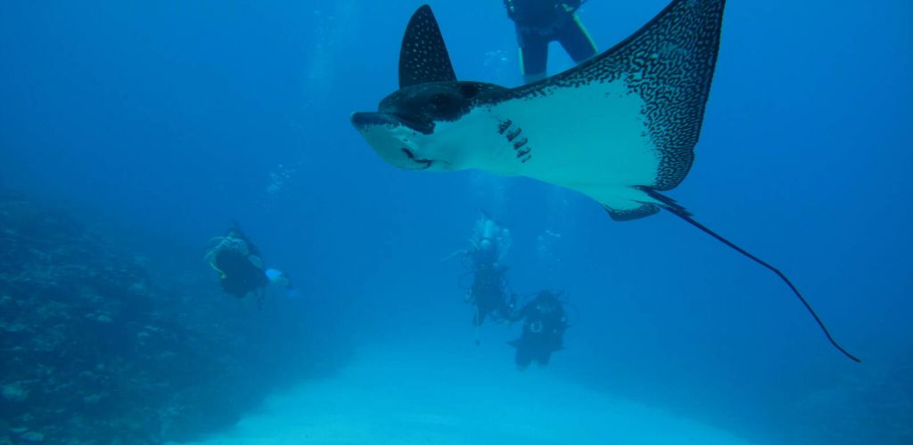 Ausflug Pacific Divers Rarotonga - Taucher - Cook Inseln