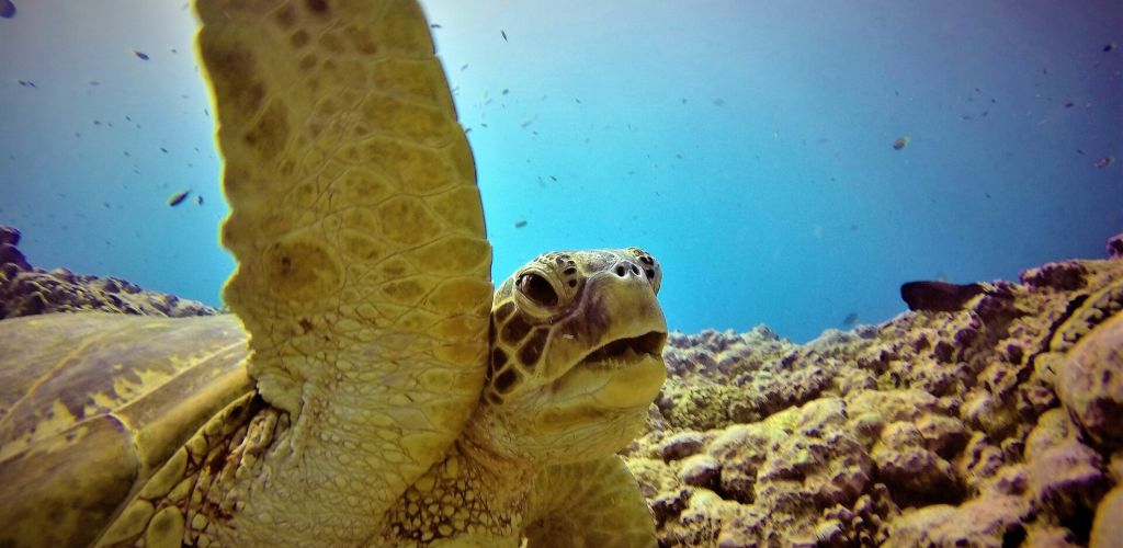 Ausflug Bubbles Below Aitutaki - Schildkröte - Cook Inseln