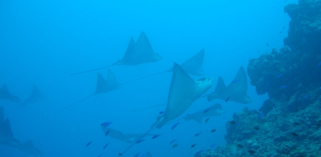 Ausflug Bubbles Below Aitutaki - Rochen - Cook Inseln