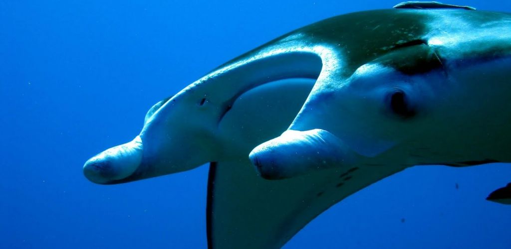 Kreuzfahrt Aquatiki - Mantarochen - Tahiti