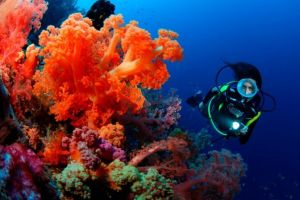 Viti Levu tauchen - Coral Coast - Fiji