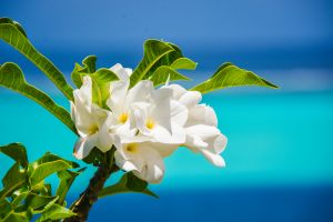 Huahine - Frangipani - Tahiti