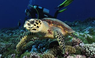 Tauchen Tahiti - Schildkröte - Tahiti