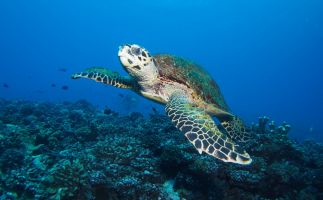 Tauchen Tahiti - Meeresschildkröte - Tahiti
