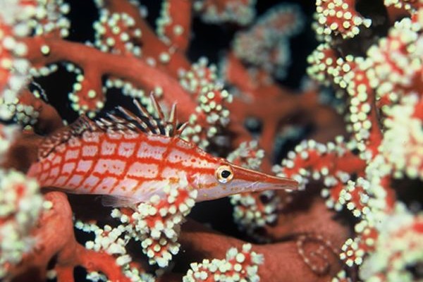 Ausflug Tauchen & Schnorcheln Ile des Pins - Fische - Neukaledonien