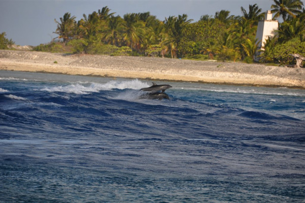 Ausflug Schnorcheln am Tiputa Pass - Lagune Rangiroa - Tahiti