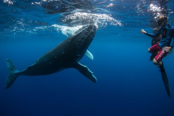 Tonga Schwimmen mit Walen - Wal - Tonga