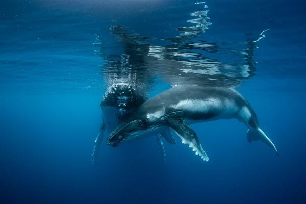 Tonga Schwimmen mit Walen - Wal - Tonga