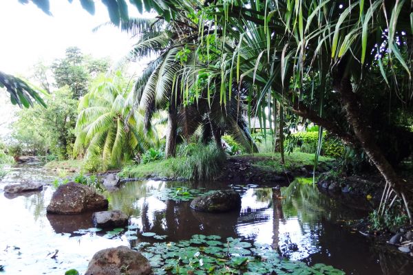 Tahiti Ausflug Museum & Island Tour - Vaipahi Garden - Tahiti