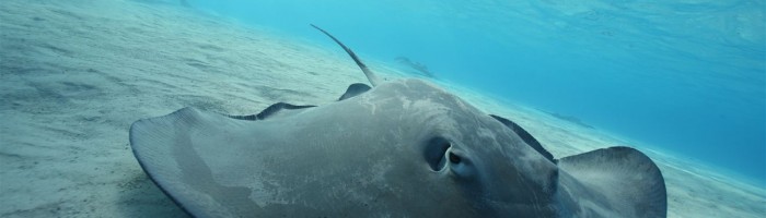 Ausflug Ausflug zur Lagune mit Motu Picknick Moorea - Fisch - Tahiti