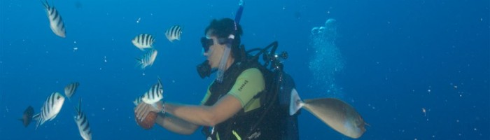 Tauchen Bubbles Below Aitutaki - Taucher - Cook Inseln