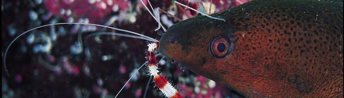 Tauchen Tahiti - Lagune - Tahiti